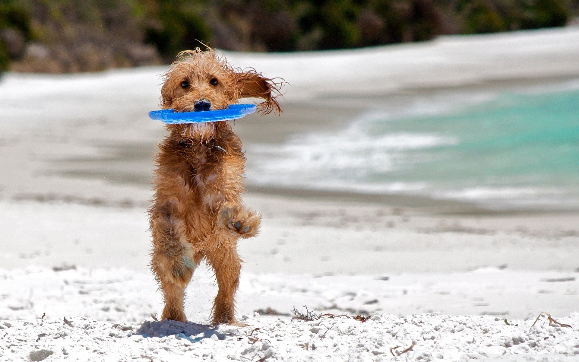 Imágenes de Perros Jugando Con Un Frisbee