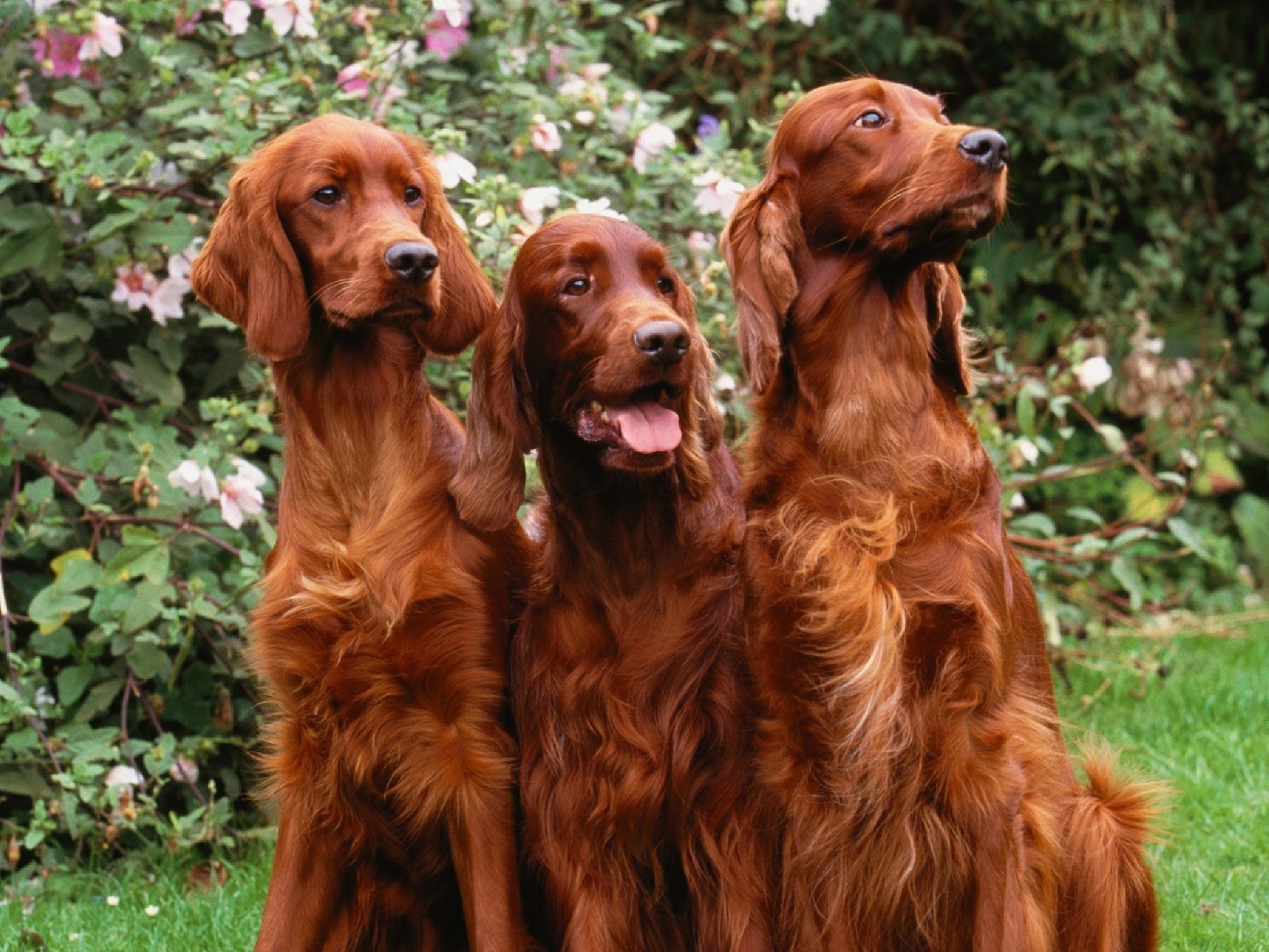 Featured image of post Irish Setter Wallpaper : Irish setter information including personality, history, grooming, pictures, videos, and the akc breed standard.