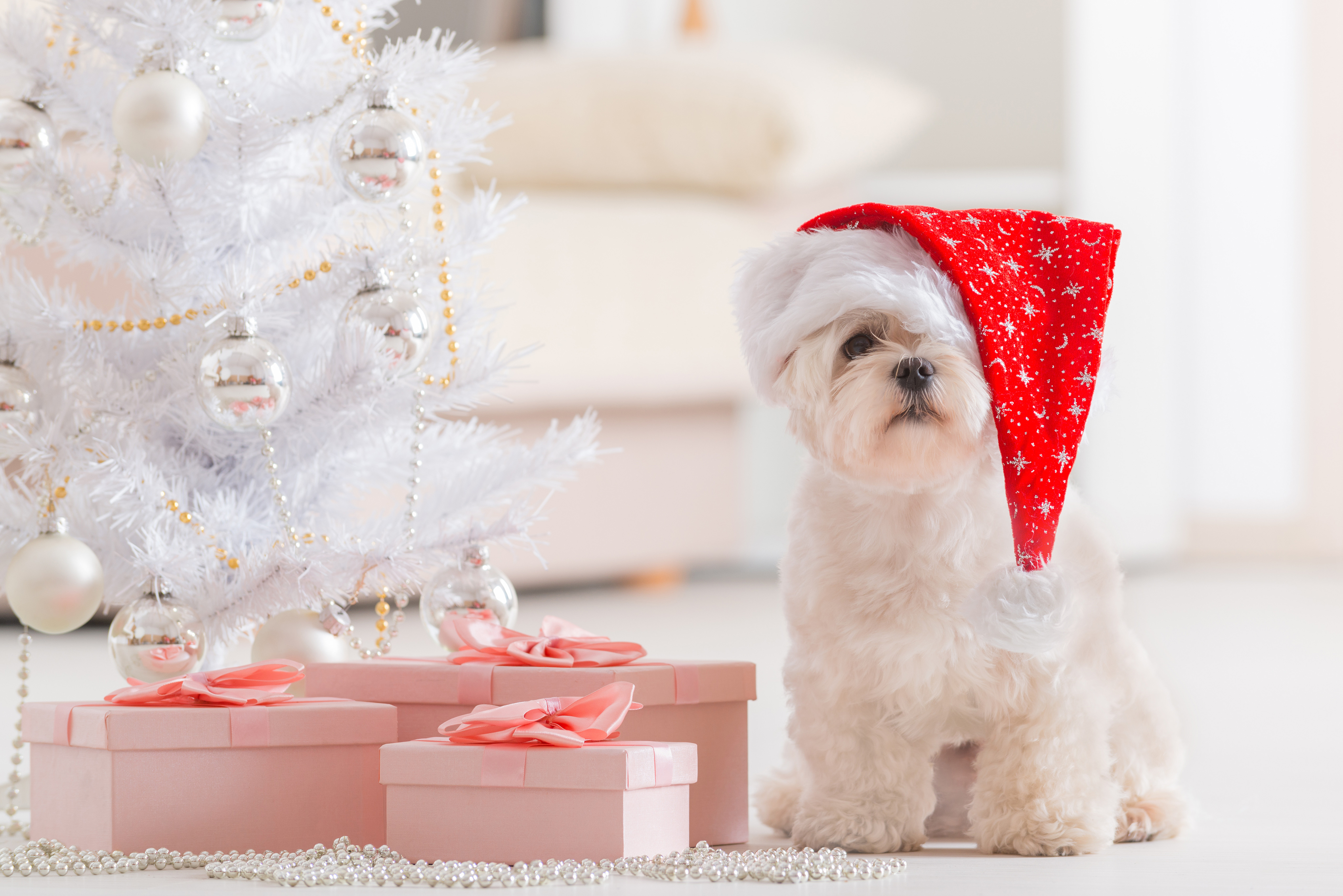 Navidad 2016 foto del perro. Ver gratis fondos de pantalla de pantalla  ancha para perros fondos de pantalla.