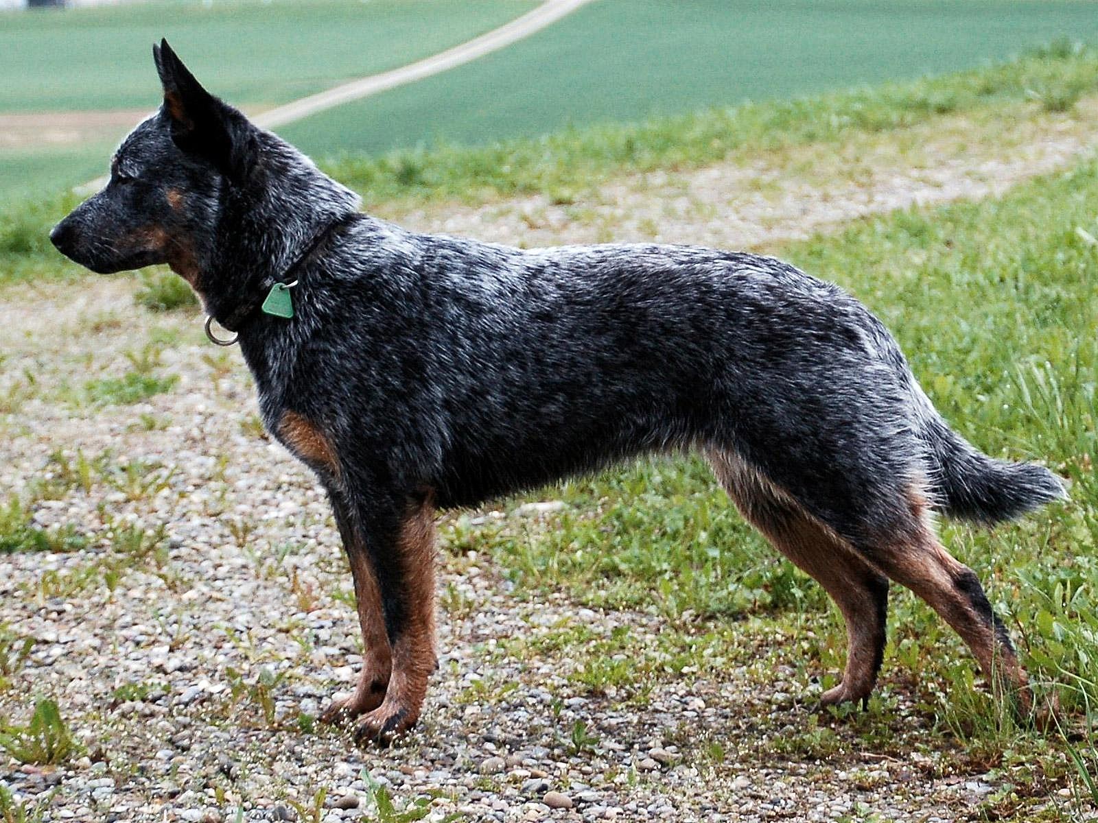 Australian Cattle Dog Cattle Breed Designed Specifically For The Protection Of The Herd And Home