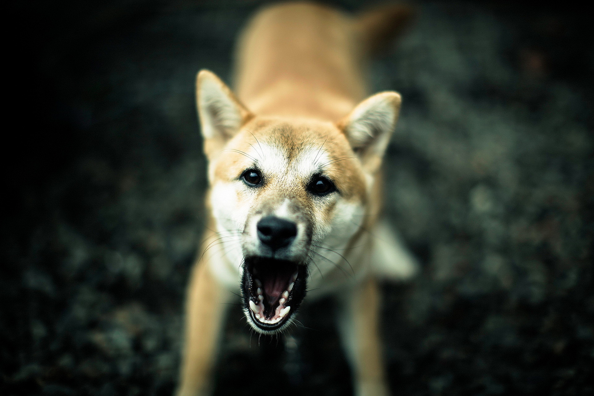 foto cães ferozes evil fotos de alta qualidade