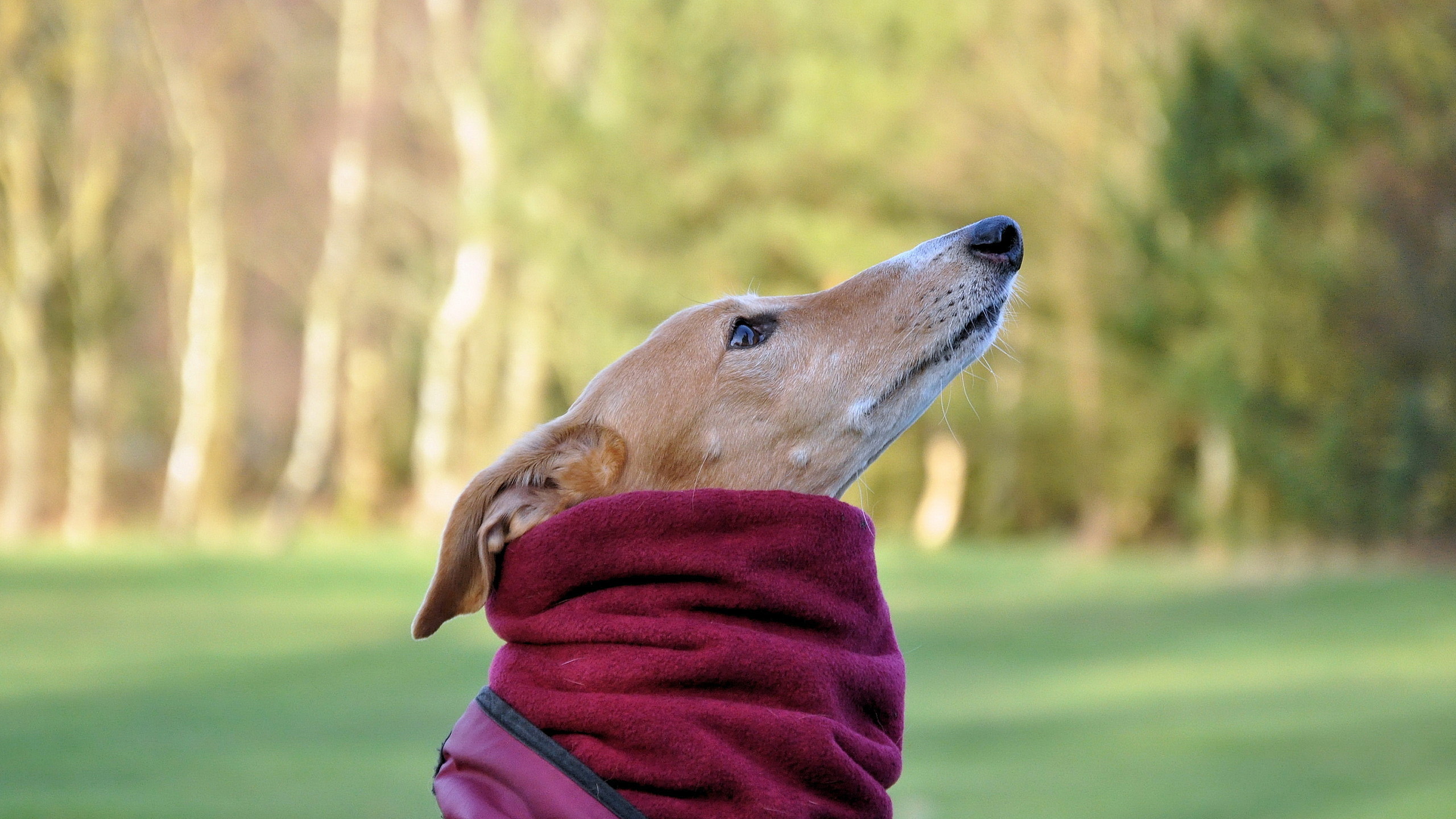 Hund trägt einen Schal. Um Fotos von niedlichen Hunden herunterladen