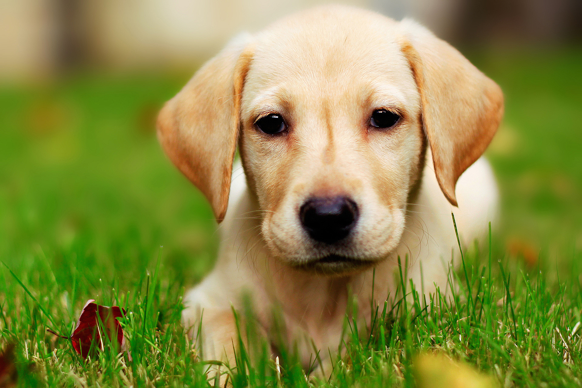 Puppy on the grass
