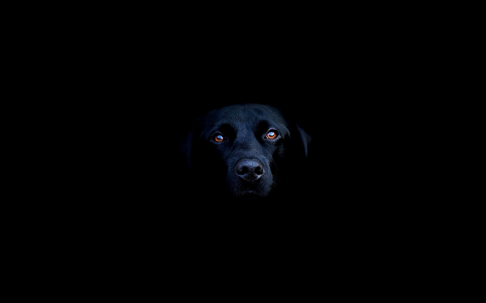 Labrador retriever on a black background
