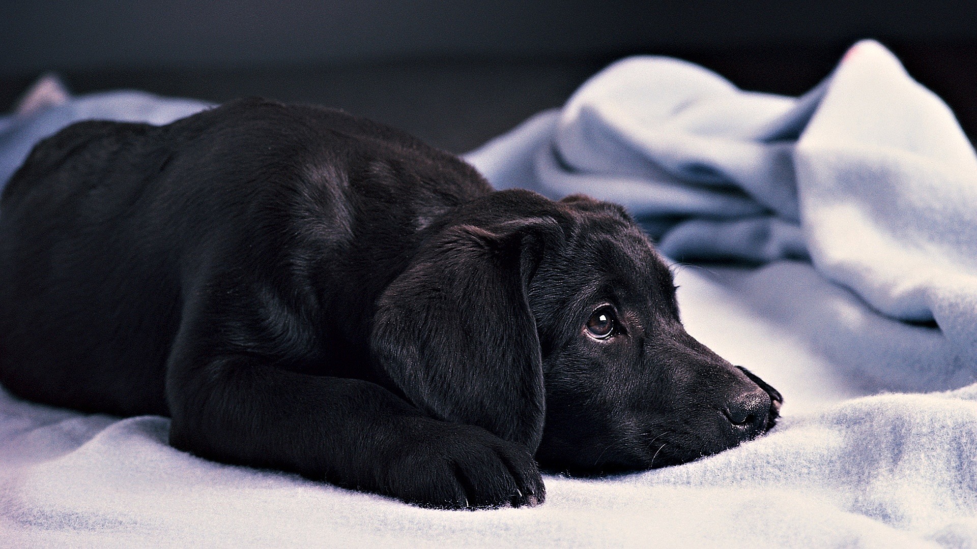 Puppy Labrador retriever black color