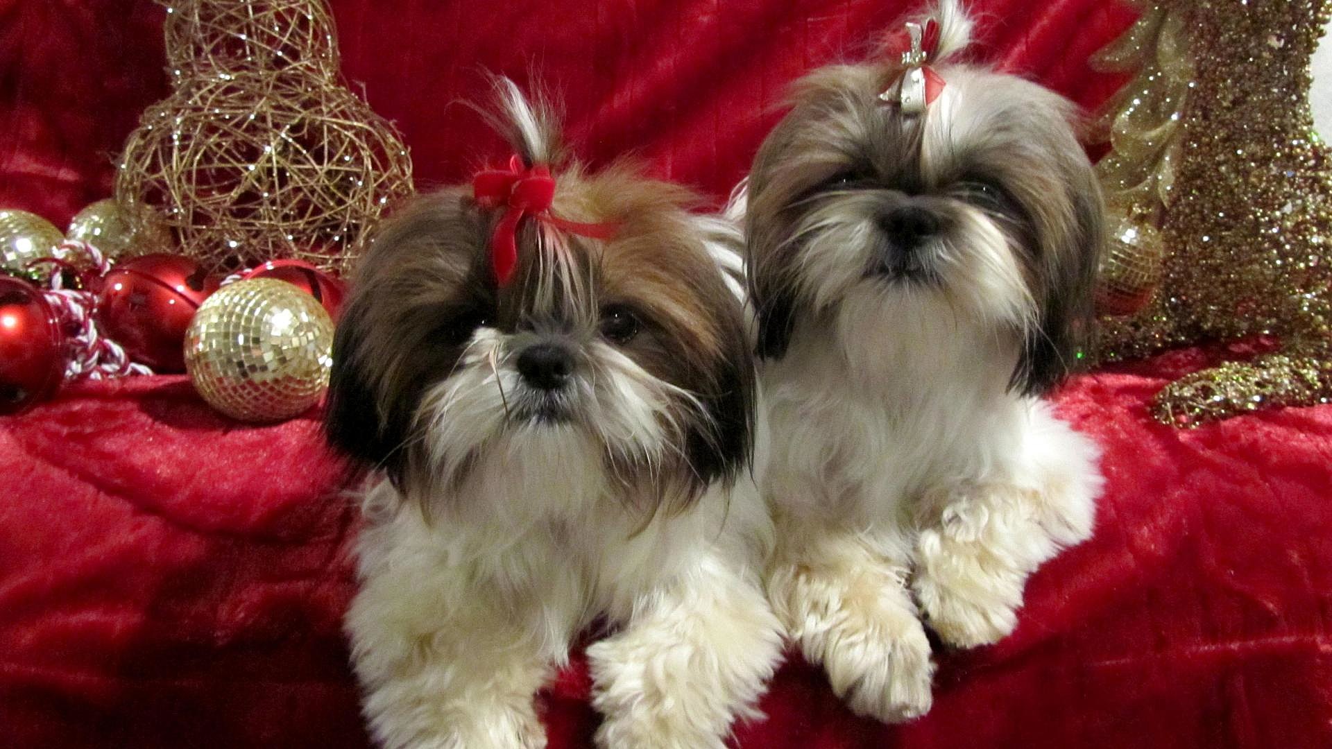Shih Tzu at a Christmas party in 2015.