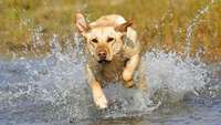 Labrador retriever running in the water