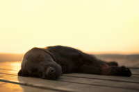 Labrador retriever sleeping on the dock